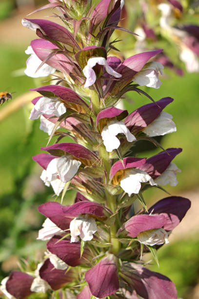 Acanthus Spinosus Stock Photo - Download Image Now - Bear's Breeches,  Flower, Beauty In Nature - iStock