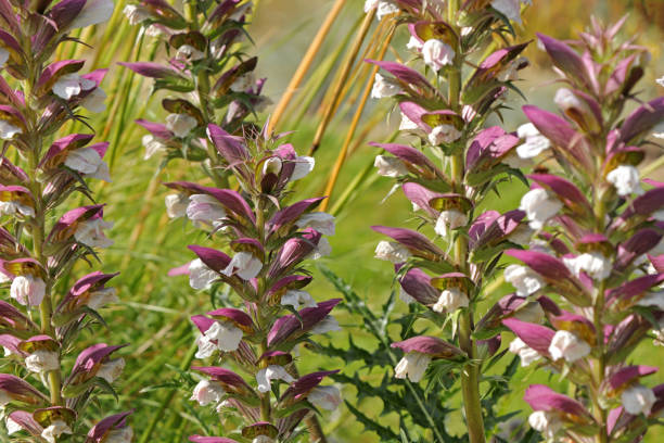 istock Acanthus spinosus 1319275550