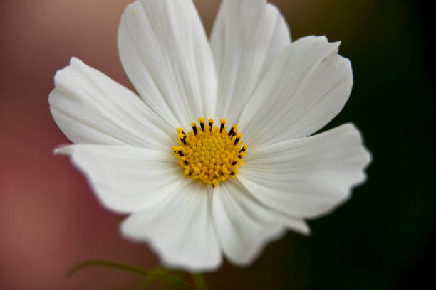 istock White flowers growing in gardens. 1319277577