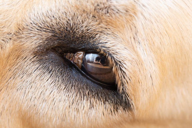 Close up of yellow lab eye