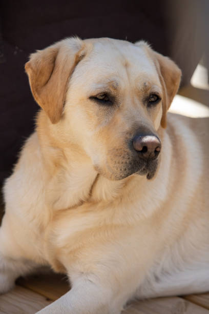 istock Yellow lab laying in the shade 1319277778