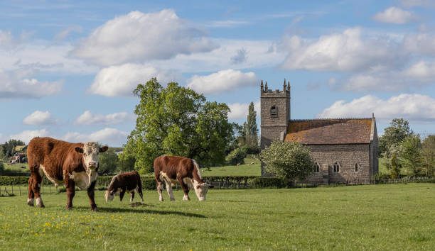 un portrait d’un troupeau de bovins hereford debout dans un champ en face d’une église rurale à preston wynne, herefordshire. - cow bull cattle beef cattle photos et images de collection