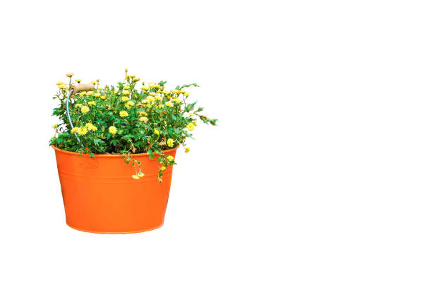 kleine gelbe chrysanthemen in orange metall eimer isoliert auf weißem hintergrund - cut flowers white small still life stock-fotos und bilder