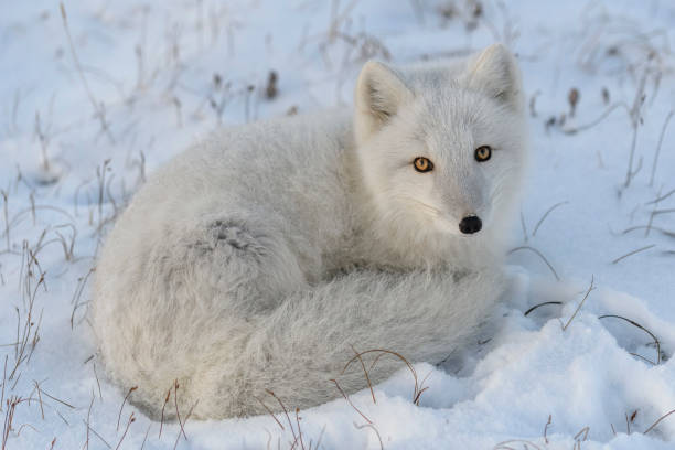 istock Arctic fox in winter time in Siberian tundra close up. 1319281111