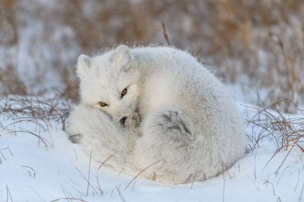 istock Wild arctic fox in tundra. Arctic fox lying. Sleeping in tundra. 1319281193