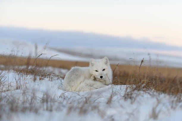 istock Wild arctic fox (Vulpes Lagopus) in tundra in winter time. White arctic fox lying. 1319281443