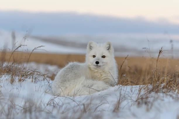 istock Wild arctic fox (Vulpes Lagopus) in tundra in winter time. White arctic fox lying. 1319281470