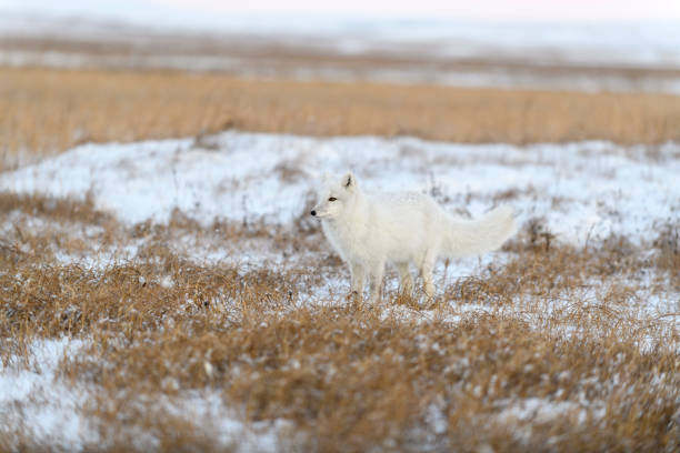 istock Arctic fox in winter time in Siberian tundra. 1319281531