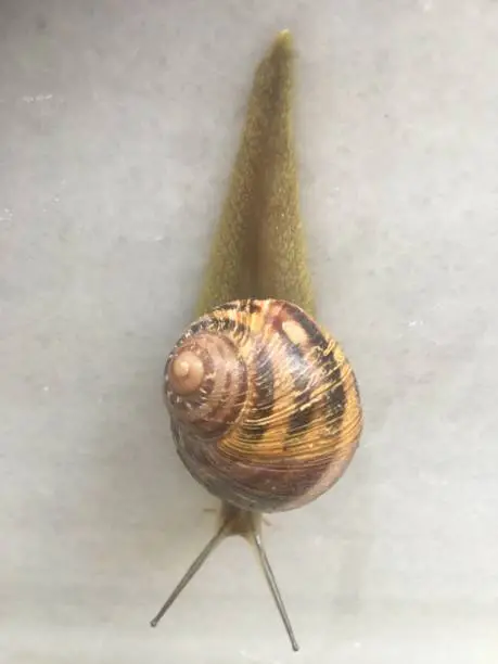 Photo of Slugs snail breed of animals nature