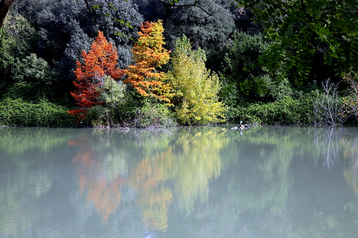 Trees with autumn leaves and ducks reflected in the pond