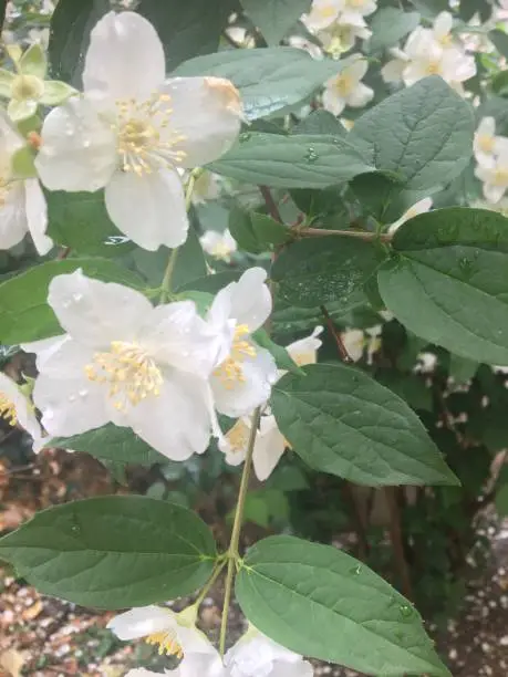 Photo of Green leafy bush also white flower spring blossom nature