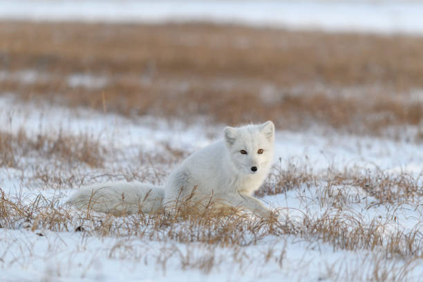 istock Arctic fox in winter time in Siberian tundra. 1319281820