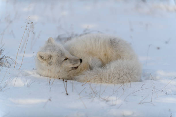 istock Arctic fox in winter time in Siberian tundra close up. 1319282247