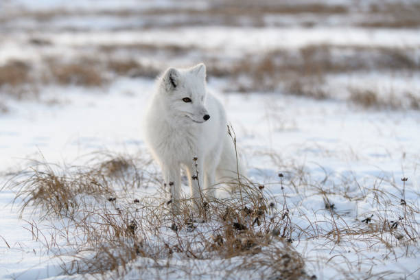 istock Wild arctic fox (Vulpes Lagopus) in tundra in winter time. White arctic fox. 1319282325