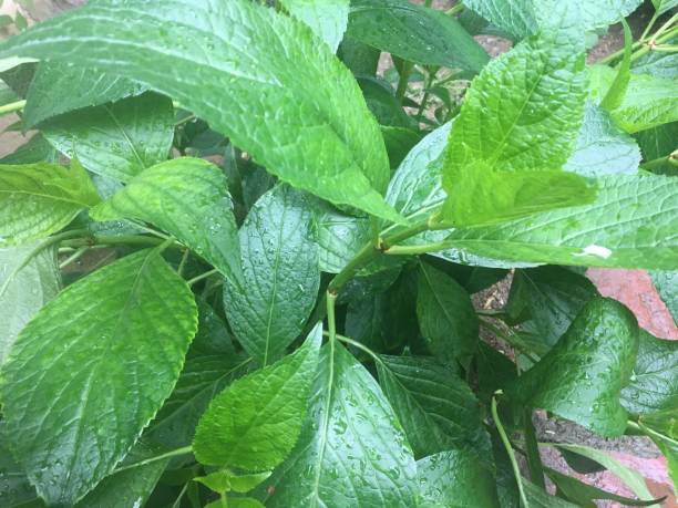 istock Green big chard leaf live nature 1319282346