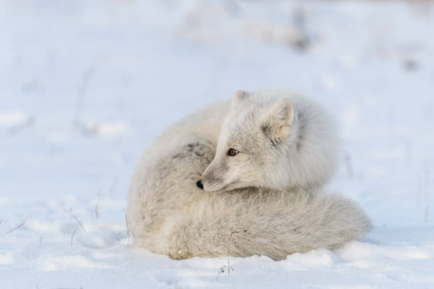 istock Arctic fox in winter time in Siberian tundra close up. 1319282355