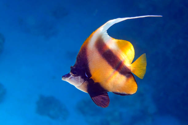 istock Red sea bannerfish ( Heniochus intermedius ) - coral reef, Egypt 1319282471