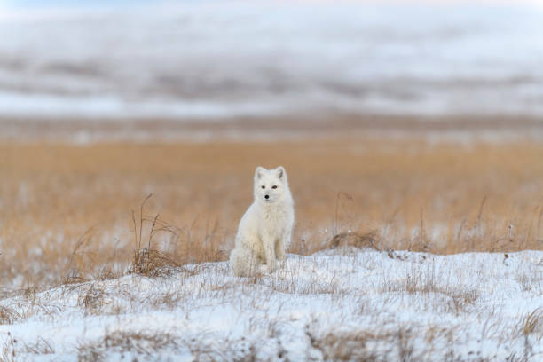 istock Arctic fox (Vulpes Lagopus) in wilde tundra. Arctic fox sitting. 1319282473