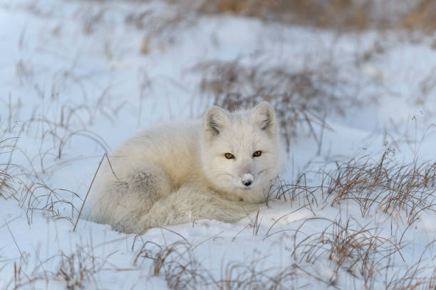 Wild arctic fox (Vulpes Lagopus) in tundra in winter time. White arctic fox lying. stock photo