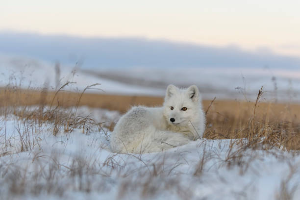 istock Wild arctic fox (Vulpes Lagopus) in tundra in winter time. White arctic fox lying. 1319282568