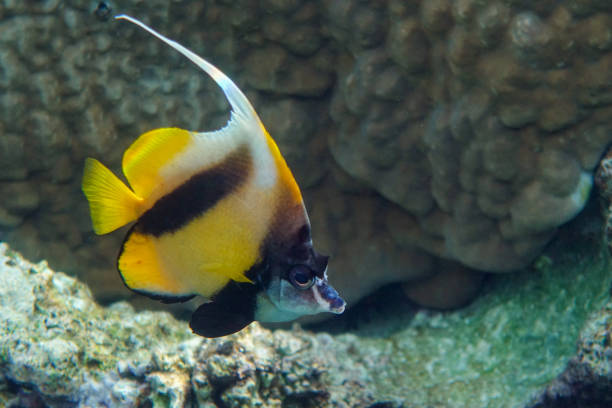 istock Red sea bannerfish ( Heniochus intermedius ) - coral reef, Egypt 1319282744