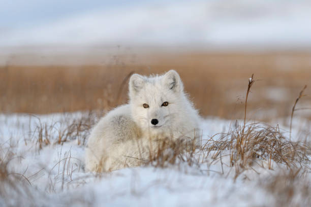 istock Wild arctic fox (Vulpes Lagopus) in tundra in winter time. White arctic fox lying. 1319282786