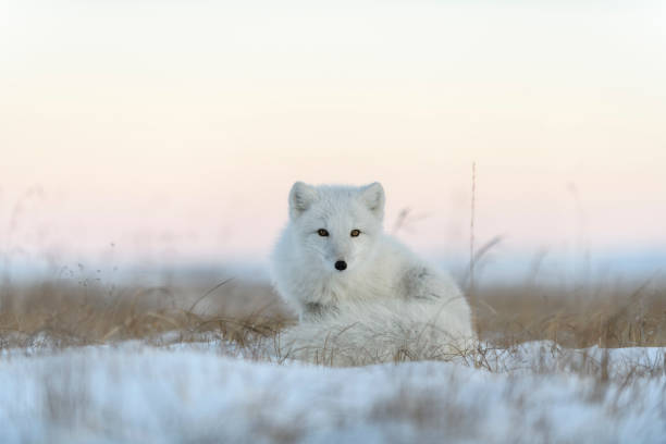 istock Wild arctic fox in tundra. Arctic fox lying. Sleeping in tundra. 1319282801