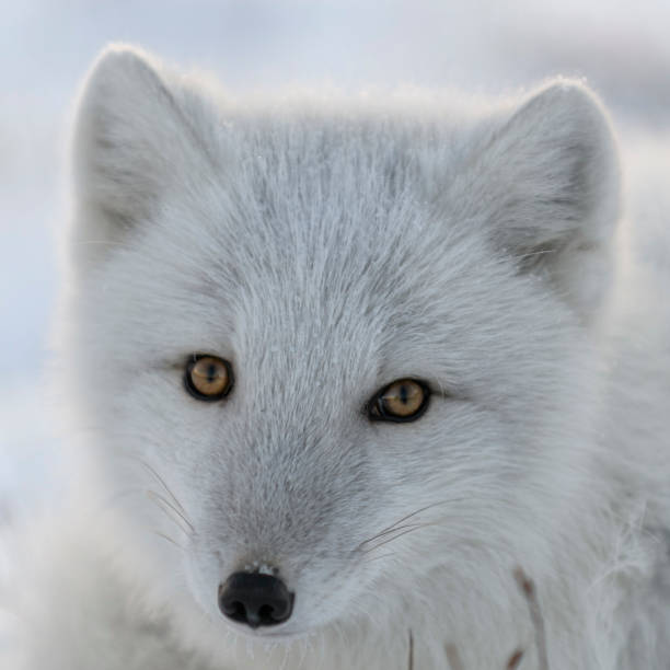 istock Arctic fox in winter time in Siberian tundra close up. 1319282952