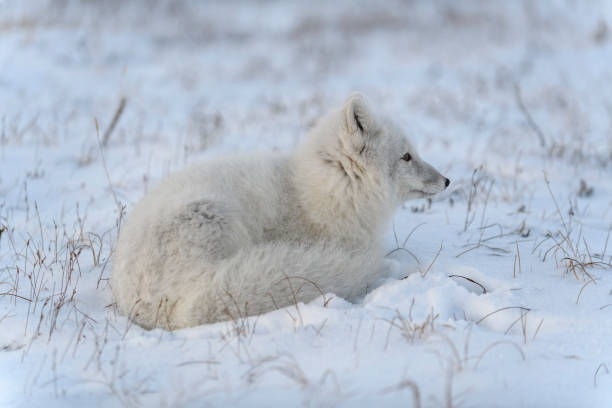 istock Wild arctic fox in tundra. Arctic fox lying. Sleeping in tundra. 1319282973