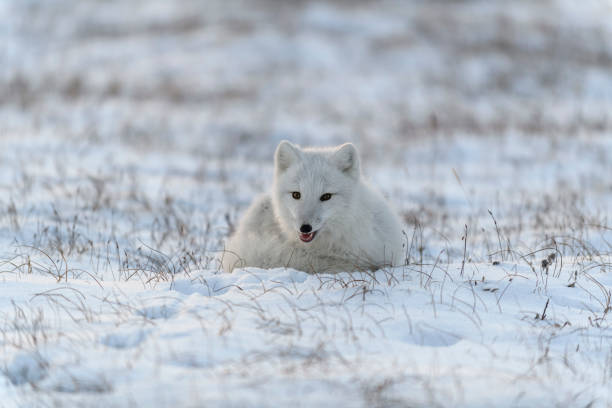 istock Wild arctic fox (Vulpes Lagopus) in tundra in winter time. White arctic fox lying. 1319283012