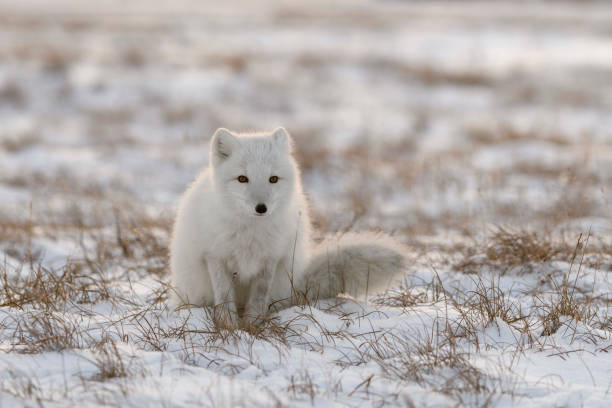 istock Arctic fox in winter time in Siberian tundra. 1319283124