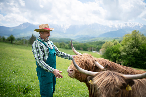 A shallow focused shot of a fluffy highland cow with long horns, blurred mountain in the background