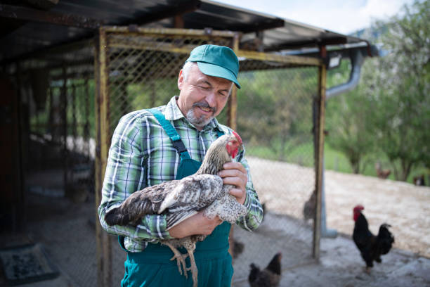 istock Senior man with his chickens. 1319284558