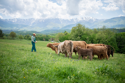 A shot of a farmer taking care of highland cattle on the meadow.