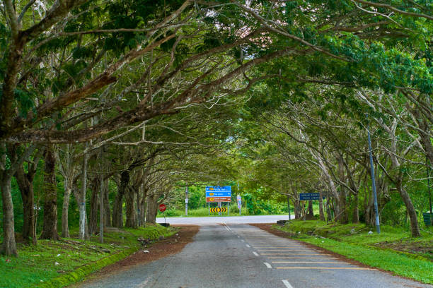 istock An asphalt road through an arch of trees 1319285497