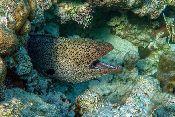istock Moray eel - Gymnothorax javanicus (Giant moray) in the Red Sea, 1319285647