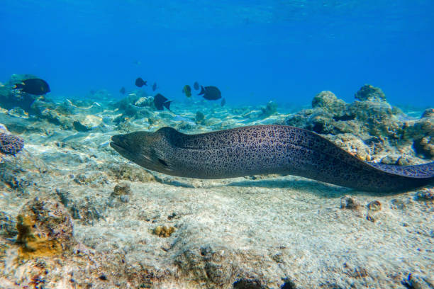 istock Moray eel - Gymnothorax javanicus (Giant moray) in the Red Sea, 1319286061