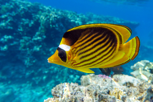 Coral fish -  Red sea Raccoon butterfly fish ( Chaetodon fasciatus )