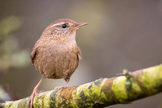 istock Eurasian Wren bird, Troglodytes troglodytes, display, singing and mating during Springtime 1319288347