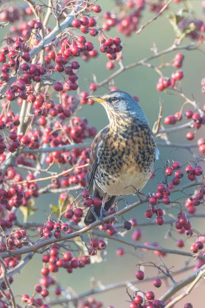 istock Fieldfare bird, Turdus pilaris, eating berries 1319288362