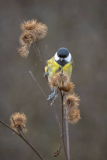 istock Great tit Parus major bird closeup 1319288401