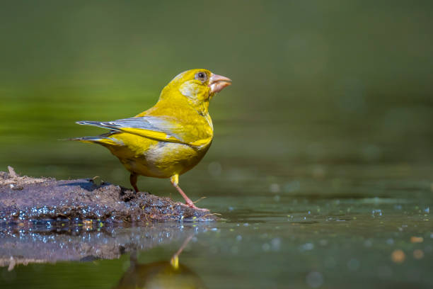 Greenfinch Chloris chloris bird foraging Colorful greenfinch bird Chloris chloris foraging in a forest green finch stock pictures, royalty-free photos & images