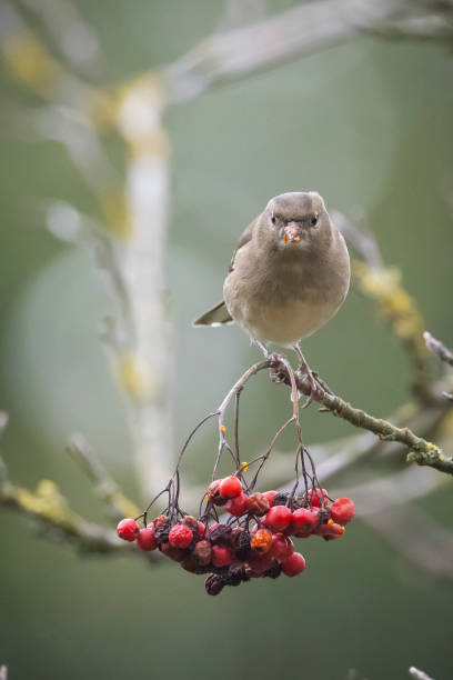 istock Female chaffinch, Fringilla coelebs, perched in a tree 1319288417