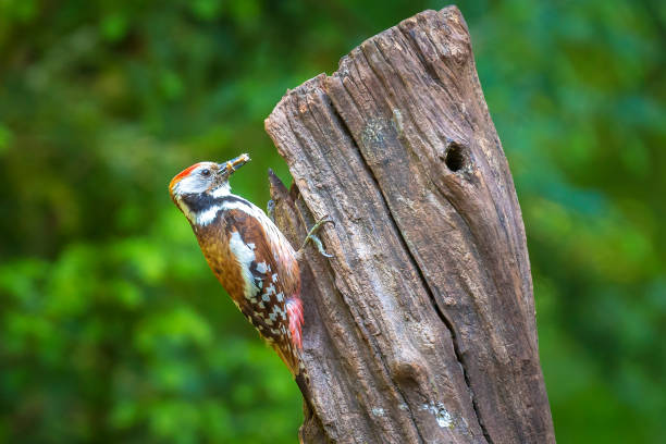 istock Closeup of a middle spotted woodpecker, Dendrocoptes medius, perched in a forest 1319288421
