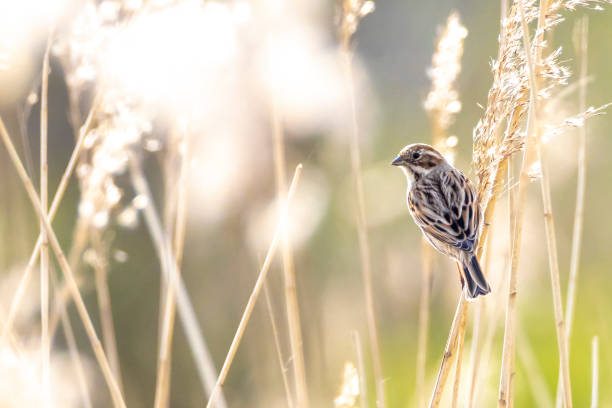 Singing common reed bunting, Emberiza schoeniclus, bird in the reeds on a windy day A common reed bunting Emberiza schoeniclus sings a song on a reed plume Phragmites australis. marsh warbler stock pictures, royalty-free photos & images