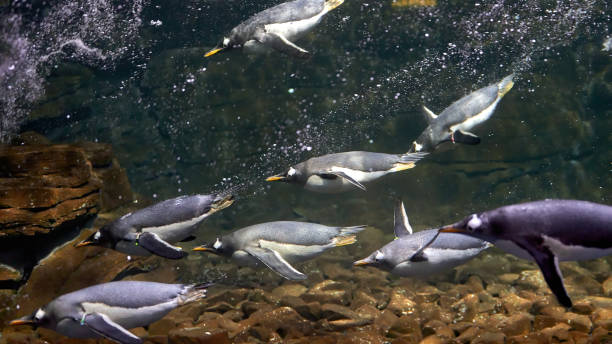 group of penguins in captivity, diving in their fish tank - bird black penguin gentoo penguin imagens e fotografias de stock