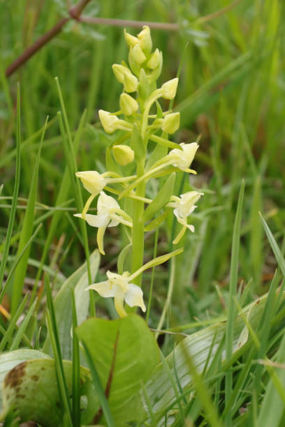 istock Green flower platanthere (Platanthera chlorantha) 1319288881