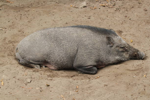 istock A view of wild pig 1319289020