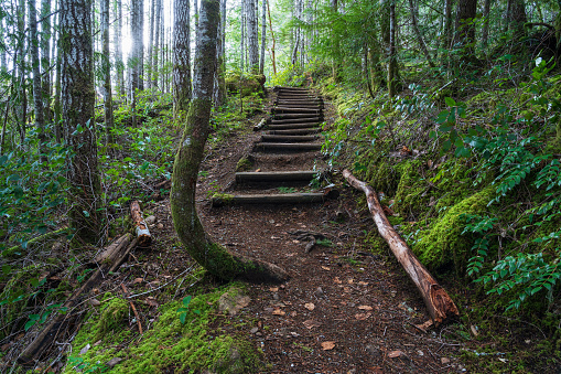 Hiking trail through the forest at Gordon Bay Campground at Lake Cowichan, BC.