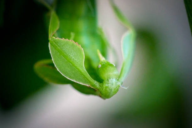Close up of walking leaf, Latin Phyllium Phylliidae Close up of green walking leaf, Latin Phyllium Phylliidae, against blurred background instar stock pictures, royalty-free photos & images